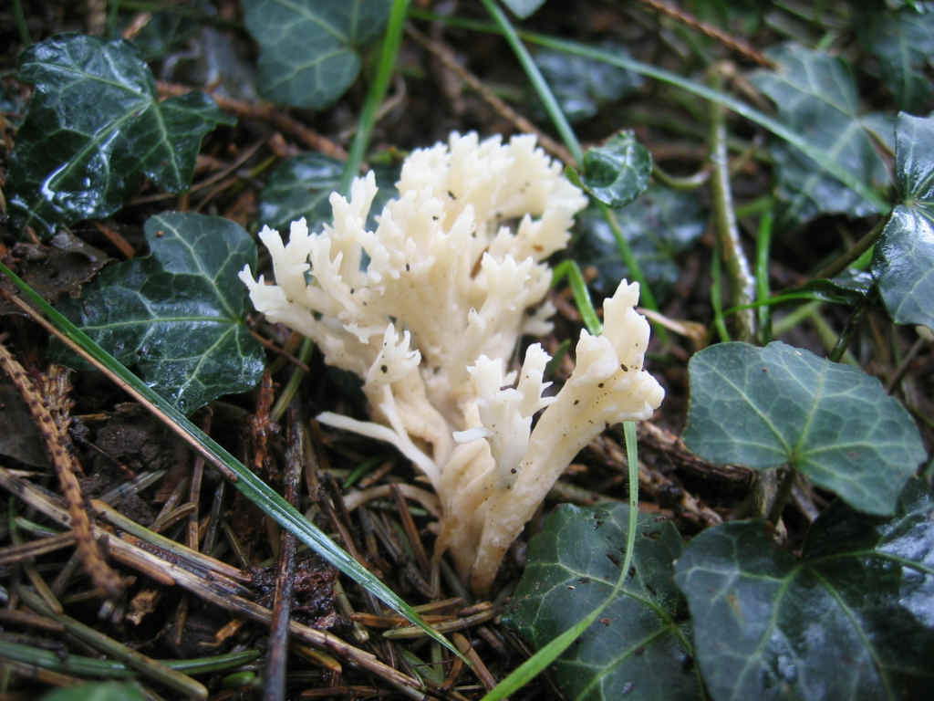 2005 :  Un anno di funghi